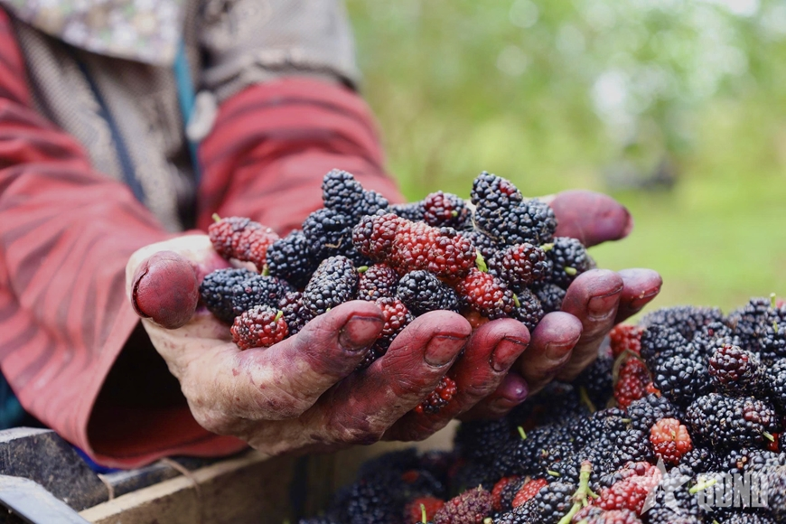 Ngoại thành Hà Nội nhộn nhịp mùa dâu tằm chín đỏ